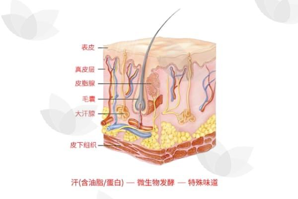 夏季深受狐臭困扰，如何去除腋臭？